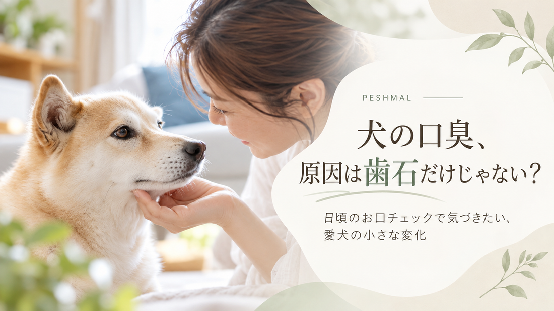 犬の口臭、原因は歯石だけじゃない？